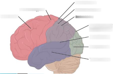 Cerebral Cortex Diagram Quizlet