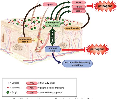 Human Skin Microbiome