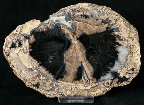 Blue Forest Petrified Wood Slice 58 16871 For Sale