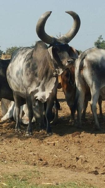 Kankrej Cow,Kankrej Breed Cow,Desi Kankrej Cow Suppliers