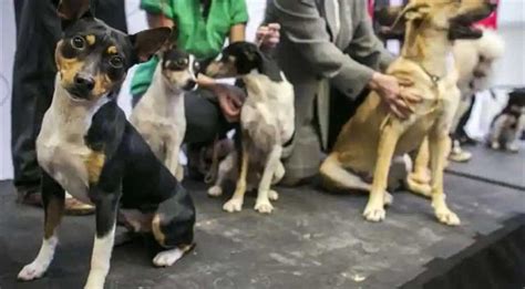 11 Dog Breeds Banned As Some Indian Cities Bring Sweeping Regulations