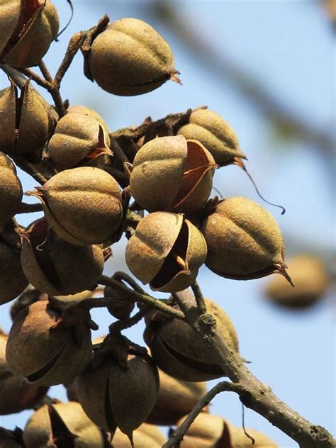 Paulownia Seed Pods Seed Pods Seeds Berries