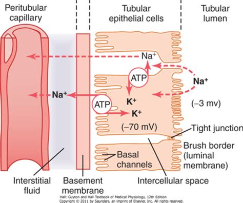 Glomerular Filtration And Tubular Reabsorption Flashcards Quizlet