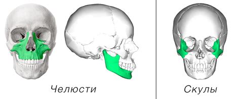 Скулы и челюсти — разные части