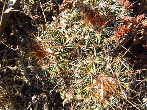 Biznaga Undulada De Ochoterena Familia Cactaceae En Guanajuato