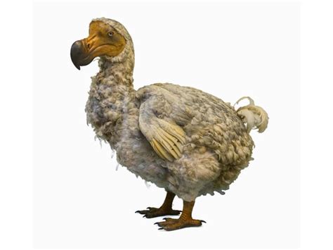 When Did The Dodo Bird Go Extinct Everything Explained Birdfact