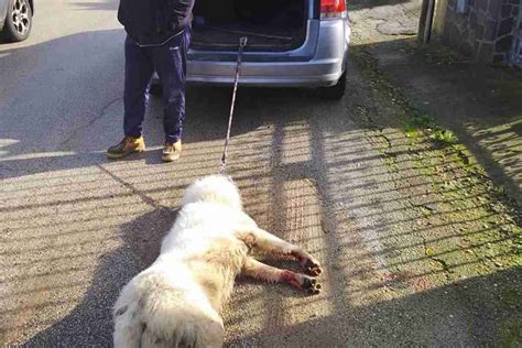 Lega Un Cane All Auto E Lo Trascina Per Chilometri Uccidendolo Orrore