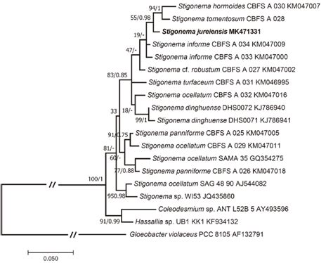 Molecular Phylogenetic Analysis By Maximum Likelihood Method Bootstrap