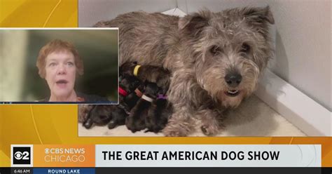 The Great American Dog Show Breeds In The Show Cbs Chicago