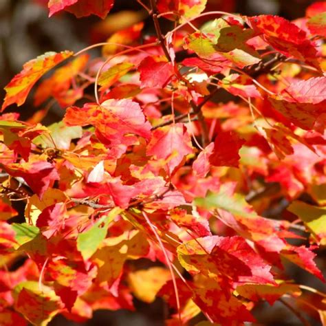 Best Of The Best Maples For Great Fall Color Red Maple Tree