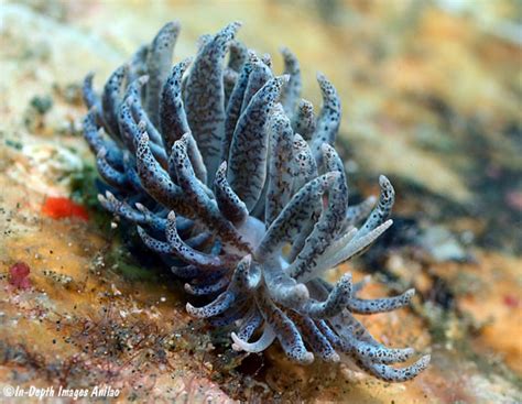 Phyllodesmium Crypticum Nudibranch Anilao