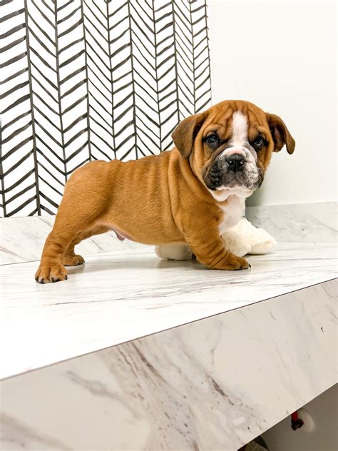 English Bulldog Beagle Mix Puppies
