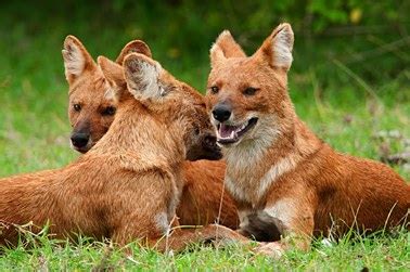 Dhole - Dogs we need to know