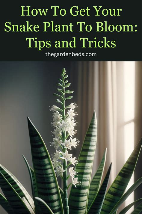 How To Get Your Snake Plant To Bloom Tips And Tricks Snake Plant