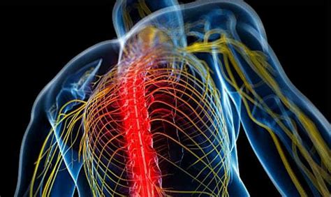 nerves    human body  nerves    human