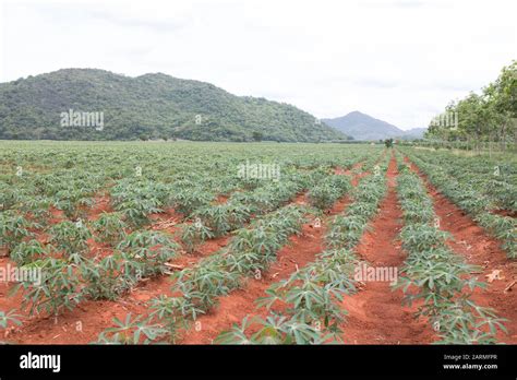 Cassava plant hi-res stock photography and images - Alamy