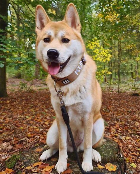 Akita Mixes 38 Unique Akita Crossbreeds With Pictures