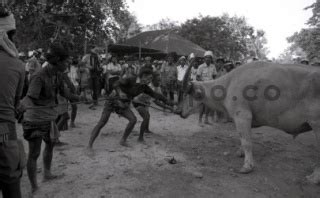 Upacara Adat Pemakaman Raja Pau Di Malolo Sumba Ntt Datatempo