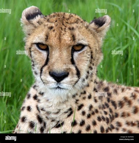 Cheetah closeup hi-res stock photography and images - Alamy