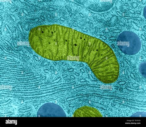 Mitochondria Electron Microscope Color