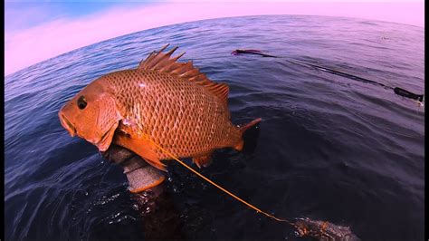 Spearfishing Mangrove Jack Berburu Di Sarang Ikan Tengar Youtube