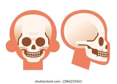 613 Simple Skull Side View Images, Stock Photos, 3D objects, & Vectors ...