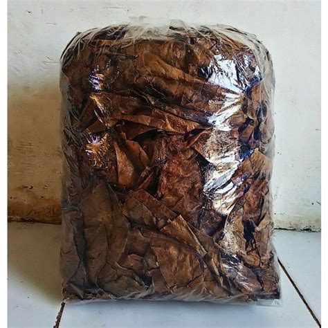 Jual Daun Ketapang Laut Kering Siap Pakai Shopee Indonesia