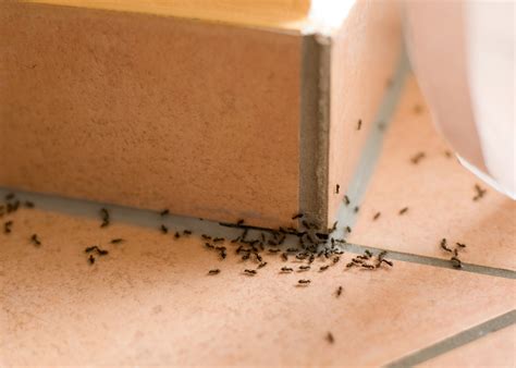 What Attracts Ants American Pest Control