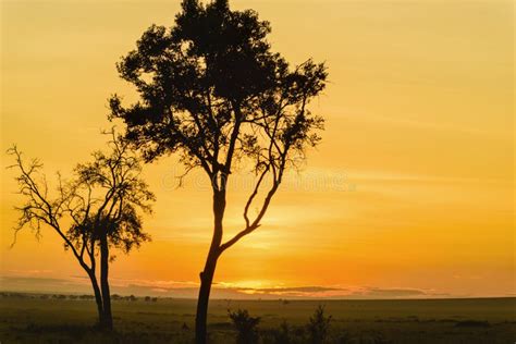 Gorgeous Sunrise in Africa, Safari Stock Photo - Image of namibia ...