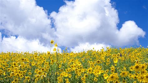 Download Yellow Flower Cloud Flower Nature Field Hd Wallpaper