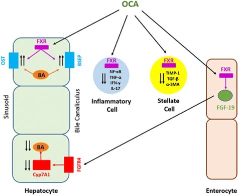 Mechanism of action of obeticholic acid (OCA). | Download Scientific Diagram