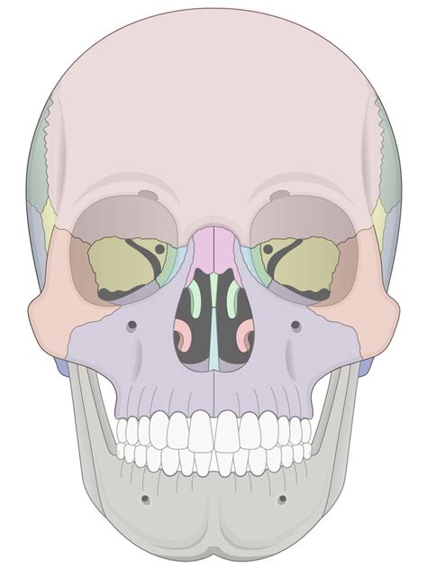 Anterior View Of The Skull Diagram Diagram Quizlet