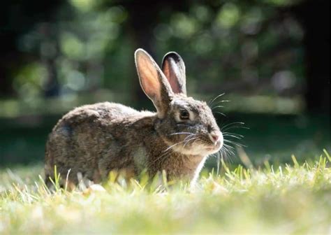 wild rabbit nesting behavior Archives - AnimalBehaviorCorner