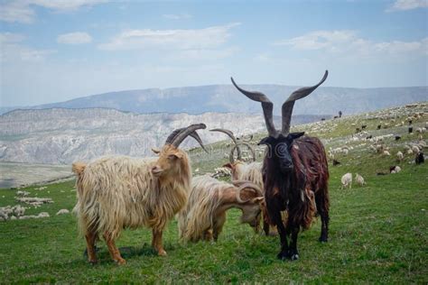 Mountain Goats with Big Horns in the Mountains of Dagestan Stock Photo - Image of goat, animals ...