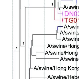 Maximum Clade Credibility Phylogenetic Tree Of Ha Genes Of Pre