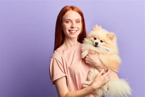 Veja Como Cuidar Dos Dentes Do Seu Cachorro Jovem Pan