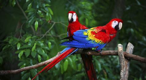 Parque De Aves Y Reserva Natural Monta A Guacamaya Macaw Mountain