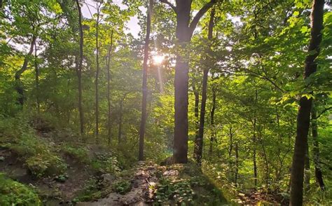 Dr. Edmund A. Babler Memorial State Park | Missouri State Parks