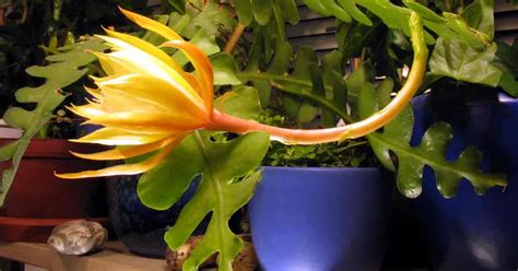 Fishbone Cactus Care: How To Grow Epiphyllum Anguliger