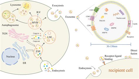 Frontiers Exosomes In Liver Fibrosis The Role Of Modulating Hepatic