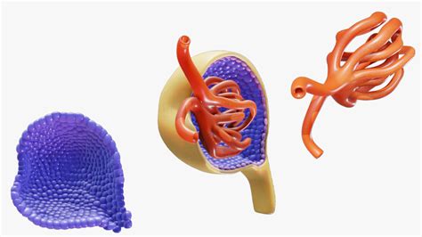 3d File Glomerulus Anatomy 🩻 ・model To Download And 3d Print・cults