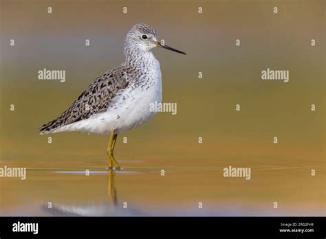 Marsh Sandpiper, Tringa stagnatilis, standing in shallow water in Italy ...