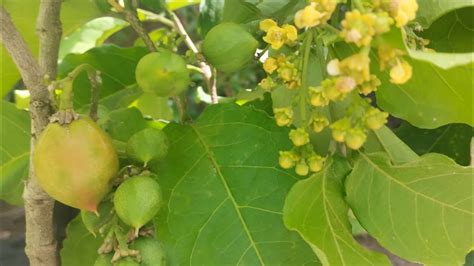 Frut Fera Produzindo Em Vaso Caferana Cambuc Goiaba Roxa Figo Fruta D