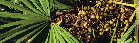 Saw palmetto extract – NutraWiki