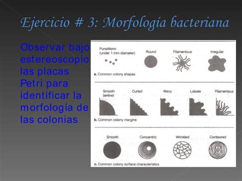 Bacteriologia