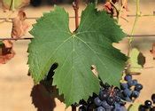 Nebbiolo - Grapes - South Africa