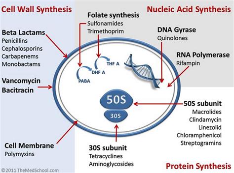 An Overview On Various types of Antibiotics Mechanism of Action