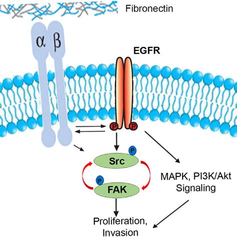 Diagrammatic Representation Of The Activation Of Receptor Tyrosine