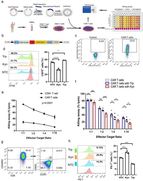 Kyn Treatment Decreased CAR T Cell Mediated Antitumor Effects A