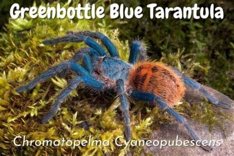 Types Of Tarantulas The 20 Best Tarantulas As Pets The Pet Savvy